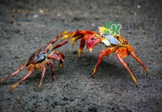紅印蟹怎么回事？紅印蟹有什么不同？