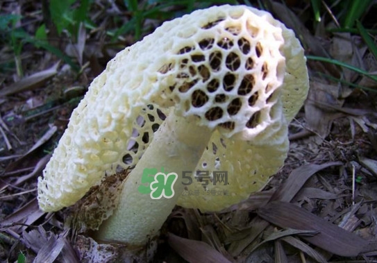 怎么去除竹蓀的怪味？如何去除竹蓀的異味