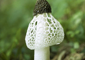 竹蓀什么季節(jié)最多？竹蓀不能和什么一起吃