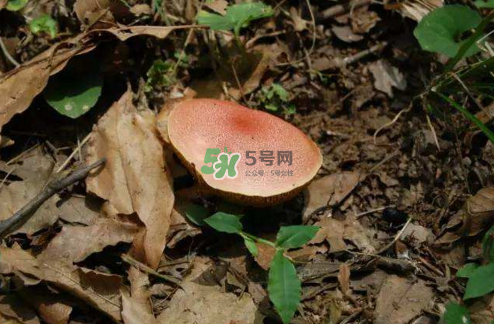 蘑菇中毒怎么辦？蘑菇中毒的癥狀