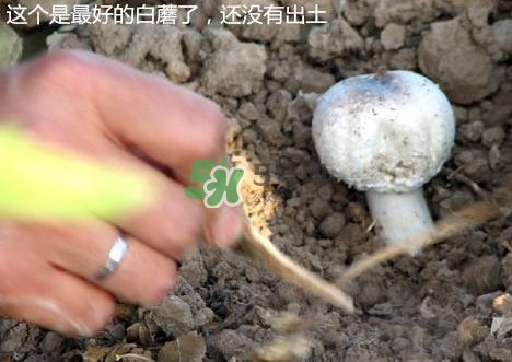 白蘑菇是什么種類？白蘑菇怎么洗才洗得干凈