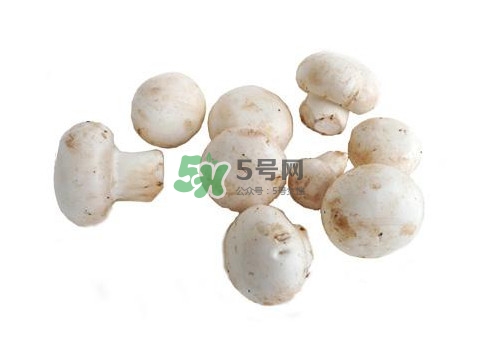 口蘑是什么蘑菇？口蘑長什么樣子？