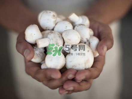 口蘑是發(fā)物嗎？口蘑是白蘑菇嗎