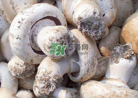 口蘑是什么蘑菇？口蘑長什么樣子？