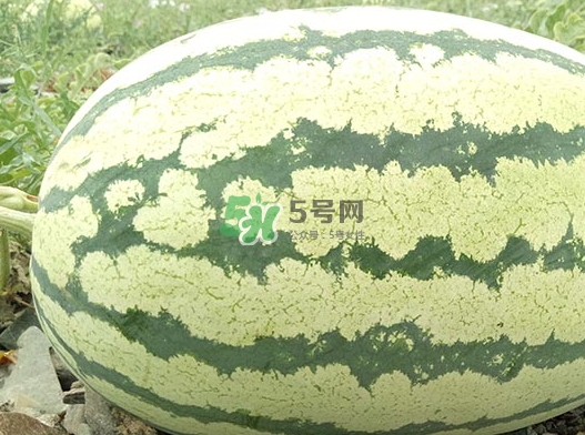 石頭瓜什么時(shí)候上市？石頭瓜多少錢一斤？