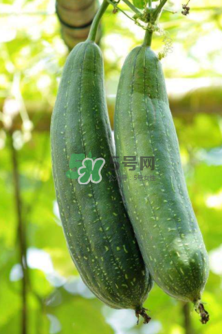 秋天吃絲瓜掉頭發(fā)嗎？秋天吃絲瓜愛(ài)掉頭發(fā)是真的嗎？