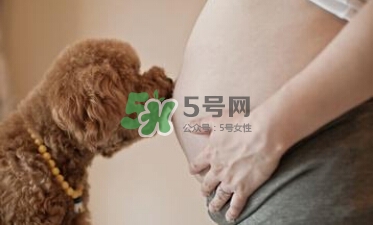 孕婦不能養(yǎng)寵物嗎？為什么孕婦不能養(yǎng)寵物？