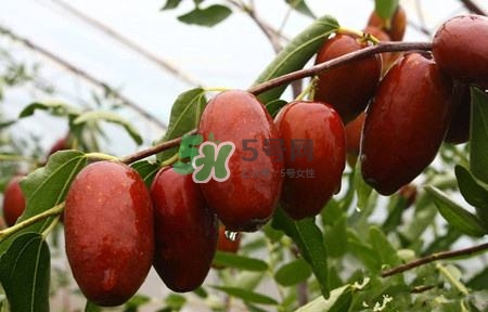 秋季吃什么水果最好？秋季常吃什么水果比較好？