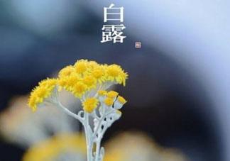 白露可以種什么菜？白露過(guò)后能種植什么蔬菜？