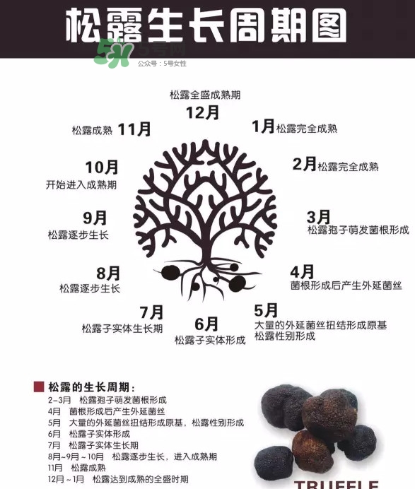 松露是什么樣子的？松露是怎么形成的