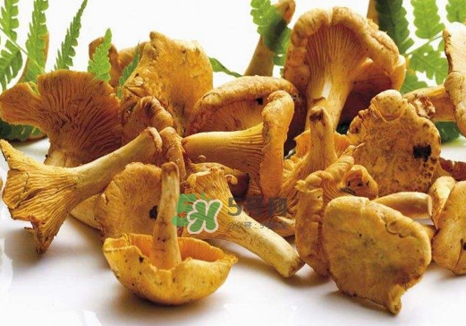 雞油菌怎么做好吃？雞油菌怎么吃