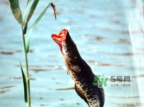九月份可以釣黑魚嗎？9月份可以釣黑魚嗎？