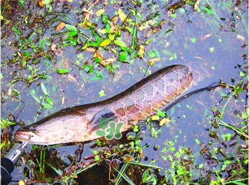 九月份可以釣黑魚嗎？9月份可以釣黑魚嗎？