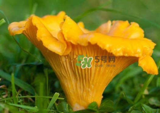 雞油菌是寒性的嗎？雞油菌是發(fā)物嗎