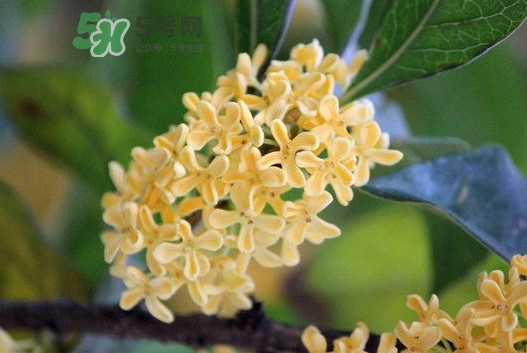 家里為什么不能種桂花？桂花為什么不能栽在家里
