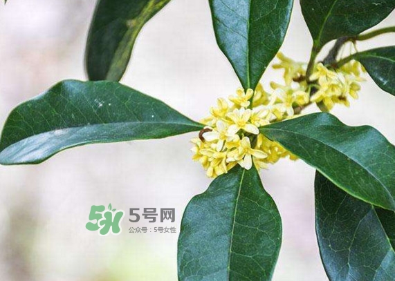 桂花樹(shù)種在院子哪里好？桂花樹(shù)種在家門(mén)口好嗎