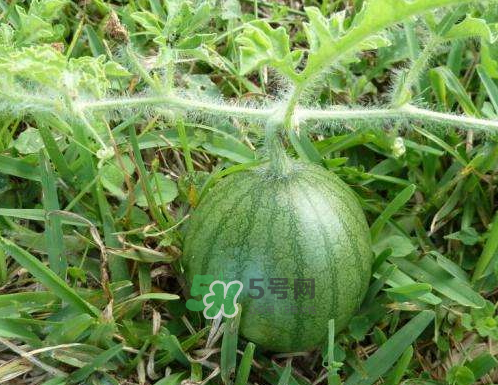 9月份可以種西瓜嗎？九月份種西瓜會結(jié)果嗎？