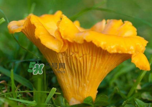雞油菌孕婦能吃嗎？孕婦可以吃雞油菌嗎