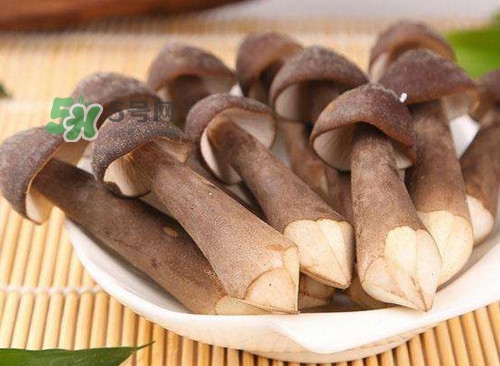 雞樅菌什么人不能吃？雞樅菌哪些人能吃