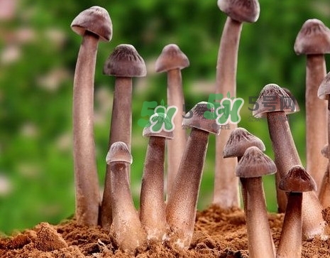 雞樅菌多少錢一斤？干雞樅菌多少錢一斤