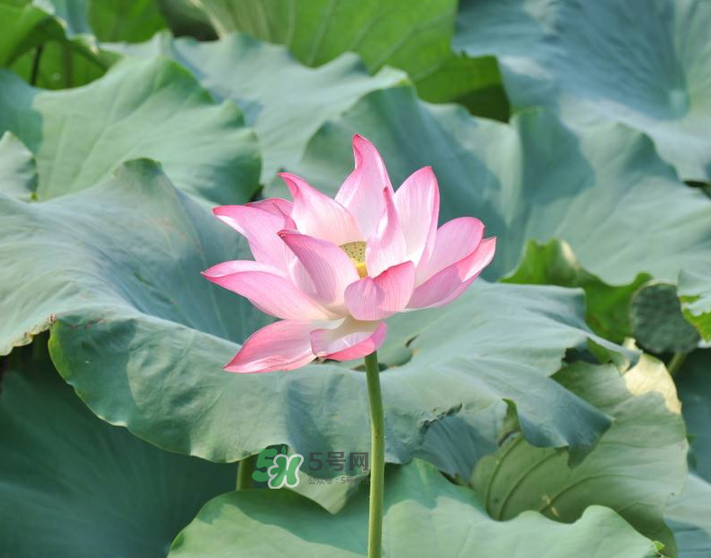 荷花桿可以吃嗎？荷花桿怎么吃？