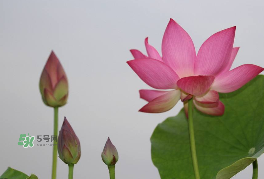 荷花桿可以吃嗎？荷花桿怎么吃？