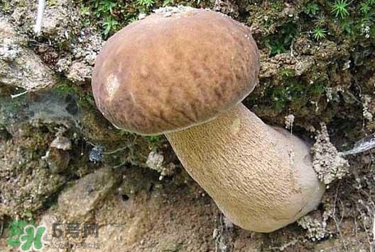牛肝菌種類有哪些？牛肝菌與什么食物相克