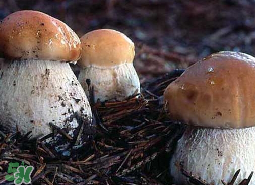 牛肝菌要泡發(fā)多久？牛肝菌怎么清洗