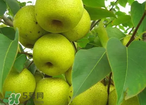 綠寶石梨多少錢(qián)一斤？綠寶石梨價(jià)格表