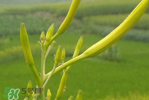 黃花菜是植物的什么部分？黃花菜要去芯嗎？