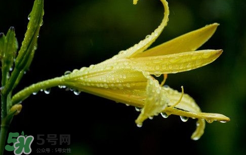 黃花菜什么時(shí)候種植？黃花菜什么時(shí)候采摘好