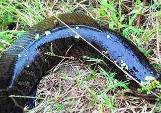 九月份可以釣黑魚嗎？9月份可以釣黑魚嗎？