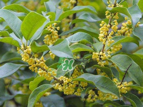 桂花樹(shù)種在院子哪里好？桂花樹(shù)種在家門(mén)口好嗎