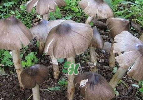 雞樅菌什么人不能吃？雞樅菌哪些人能吃