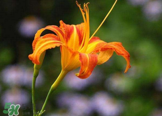 黃花菜怎么采摘？黃花菜怎么清洗