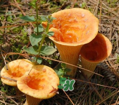 雞油菌怎么做好吃？雞油菌怎么吃