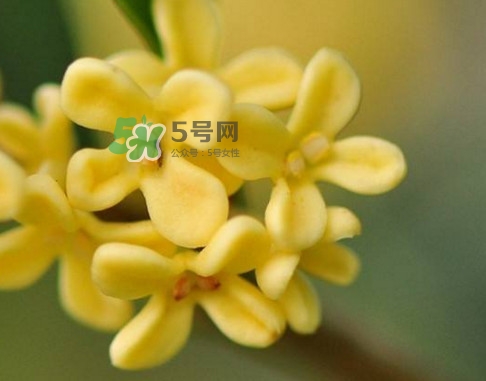家里為什么不能種桂花？桂花為什么不能栽在家里