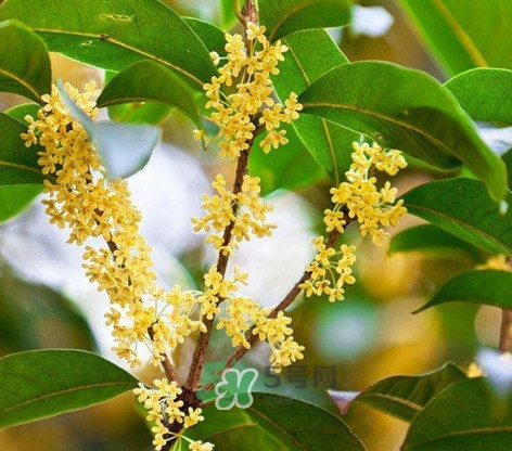 桂花樹(shù)種在院子哪里好？桂花樹(shù)種在家門(mén)口好嗎