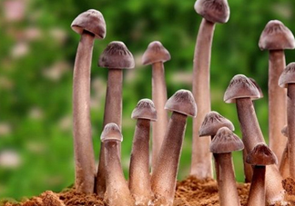 雞樅菌多少錢一斤？干雞樅菌多少錢一斤