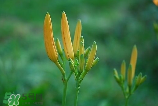 黃花菜什么時(shí)候種植？黃花菜什么時(shí)候采摘好