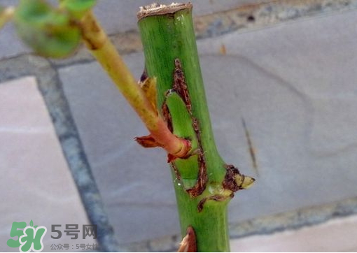 九月份能嫁接樹嗎？九月份怎么嫁接樹？
