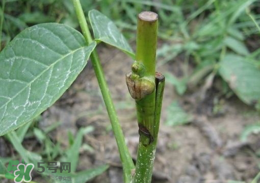 九月份能嫁接樹嗎？九月份怎么嫁接樹？