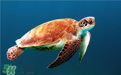 甲魚(yú)湯是涼性的嗎？甲魚(yú)湯的禁忌人群
