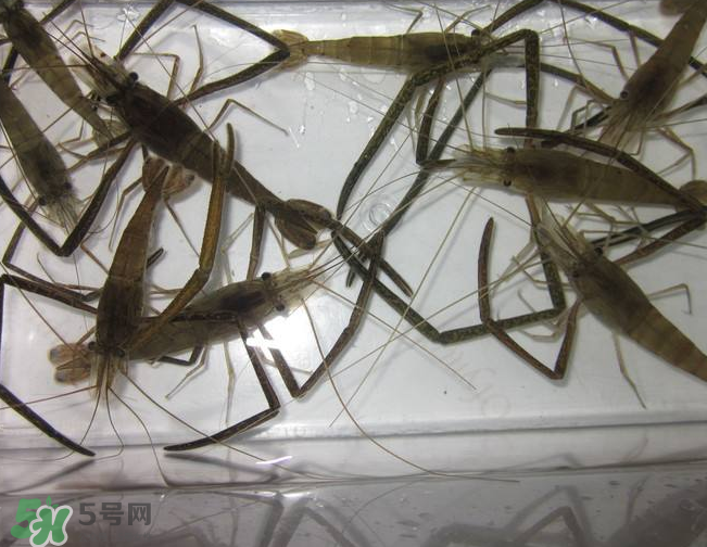 河蝦是發(fā)物嗎？河蝦是不是發(fā)物？