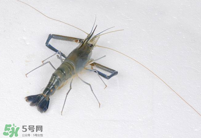 河蝦是酸性還是堿性？河蝦是涼性還是熱性？