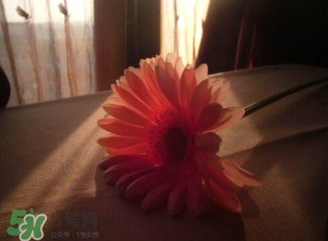 塑料花友誼是什么意思？塑料花友誼怎么來(lái)的