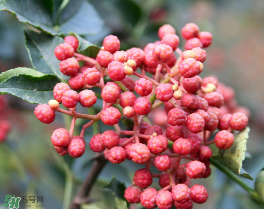花椒泡腳能治白發(fā)嗎？花椒泡腳白發(fā)能轉(zhuǎn)黑嗎？
