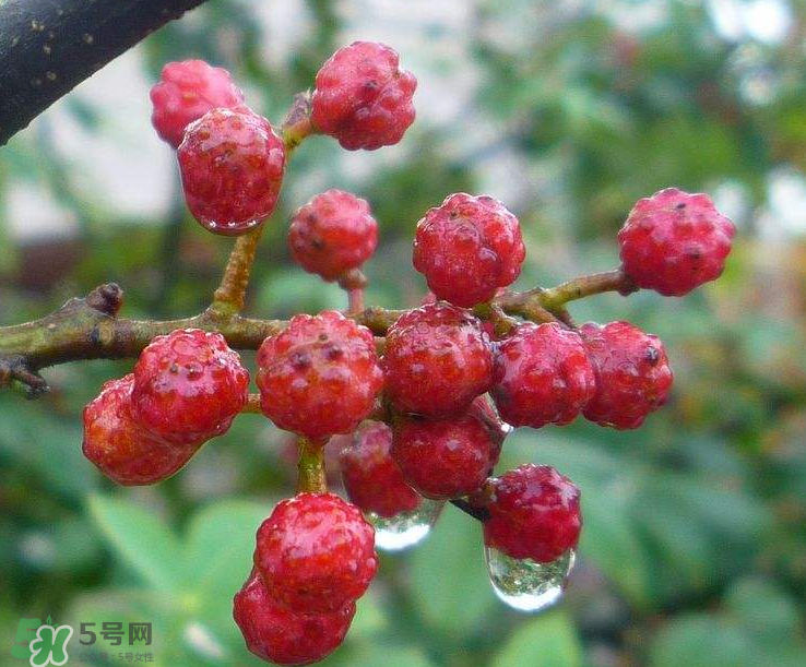 花椒泡腳能祛濕嗎？怎樣用花椒去濕去寒？