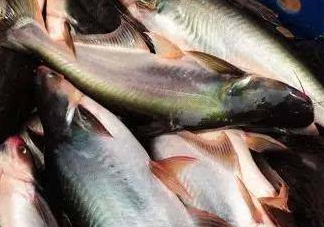 巴沙魚(yú)是什么魚(yú)？巴沙魚(yú)吃什么東西？