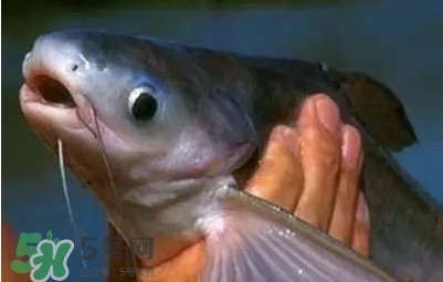 巴沙魚為什么不能吃？巴沙魚多少錢一斤